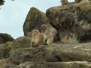 サファリパーク１８