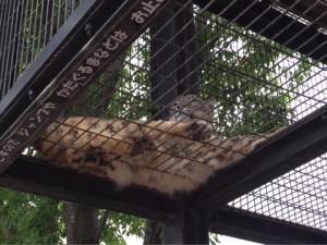 さふぁりぱーく２１