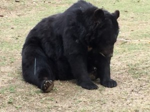 サファリパーク１７