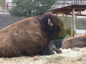 サファリパーク１４