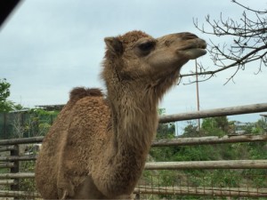 サファリパーク７