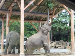 サファリパーク６