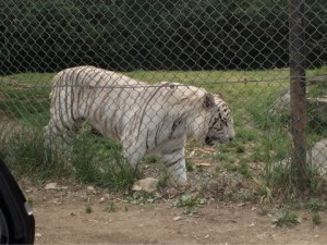 サファリパーク８