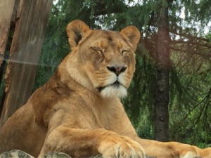 サファリパーク８