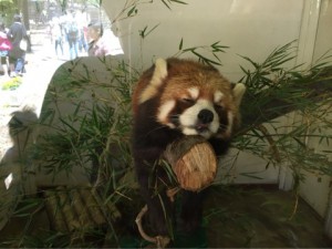 サファリパーク１１