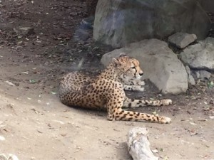 サファリパーク２