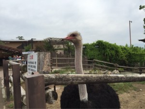 サファリパーク１